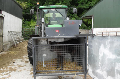 Calf is in plain sight